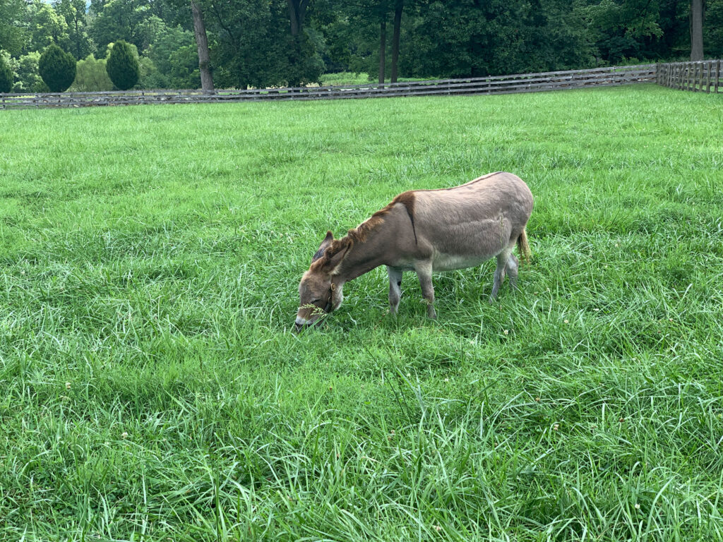 donkey in a field at Springton Manor Farm