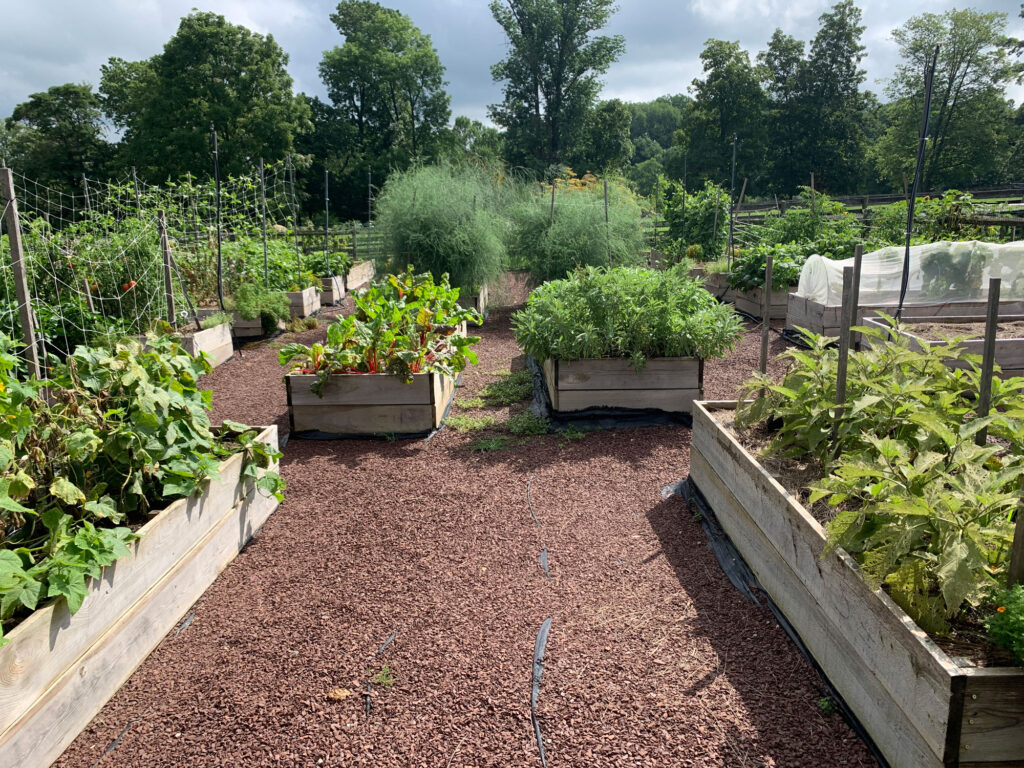 herb garden in raised beds at Springton Manor Farm