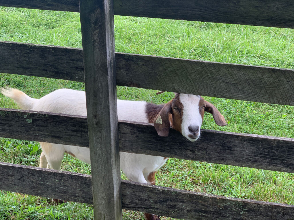 goat poking its head through a wooden fence at Springton Manor Farm