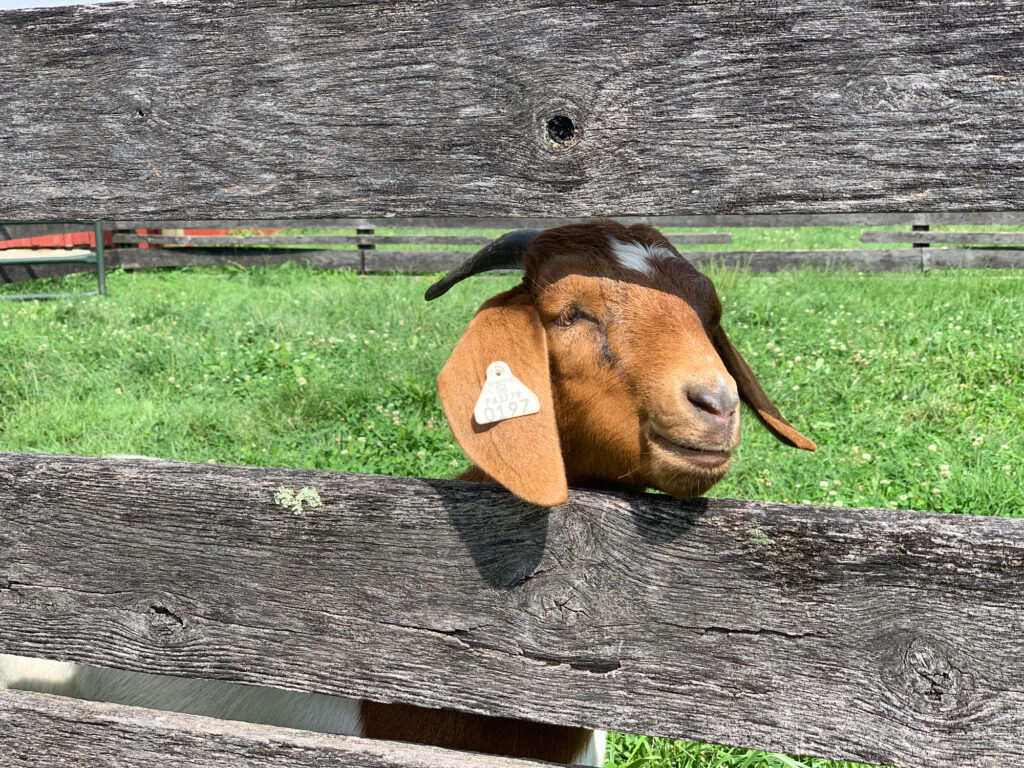 reddish brown goat with an ear tag poking its head through a wooden fence at Springton Manor Farm