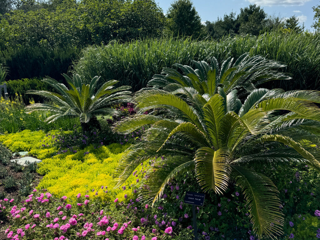 ferns on display at the Arboretum at Penn State