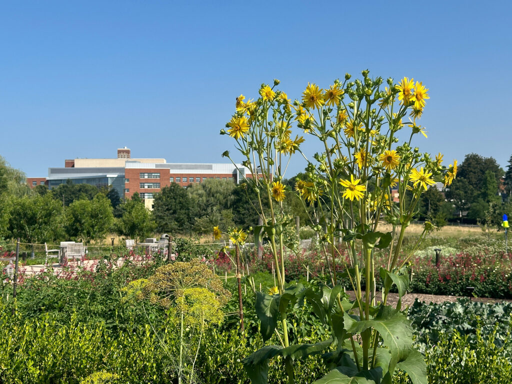 yellow flowers in the foreground with a large university building in the background