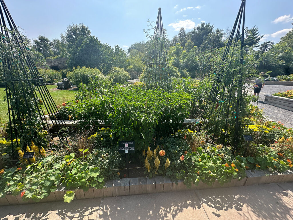 Herbs and vegetable plants in the children's garden at Penn State Aboretum