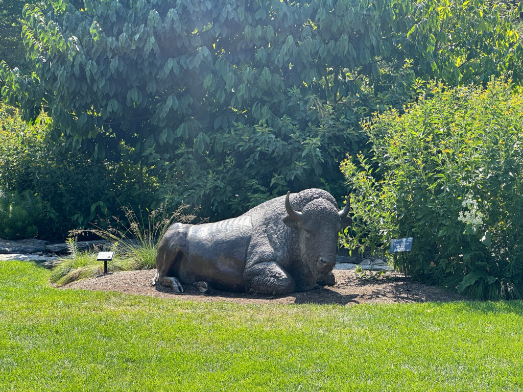 Statue of a lying bison at Penn State Arboretum