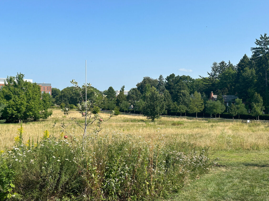 Meadow at Penn State Arboretum