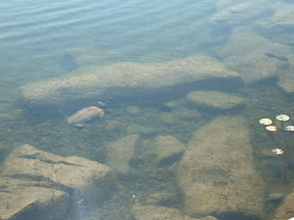 turtle swimming in a pond at the Arboretum at Penn State