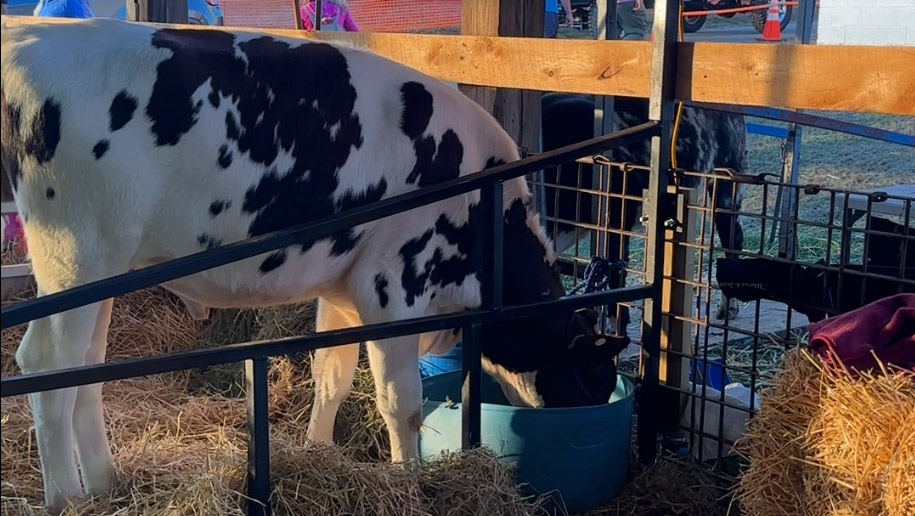 cow drinking from a water trough at the Oley Fair