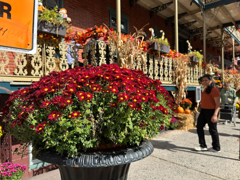 close-up of red mums in front of a porch decorated with mums and corn stalks