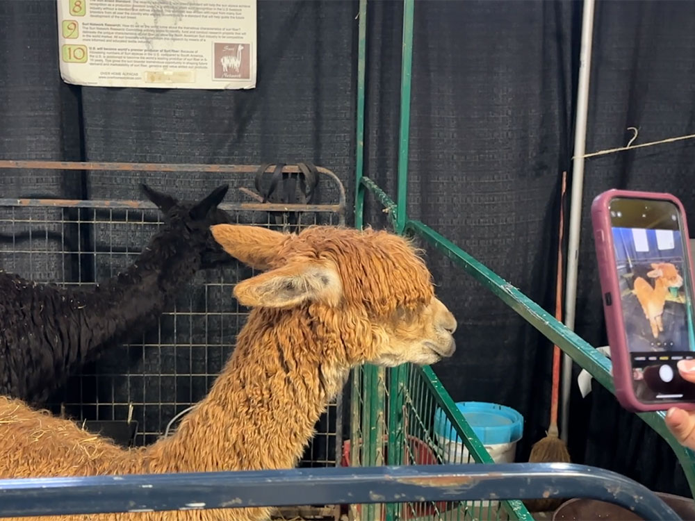 two alpacas - one with yellowish wool and one with black wool - looking to the right while standing in a metal pen