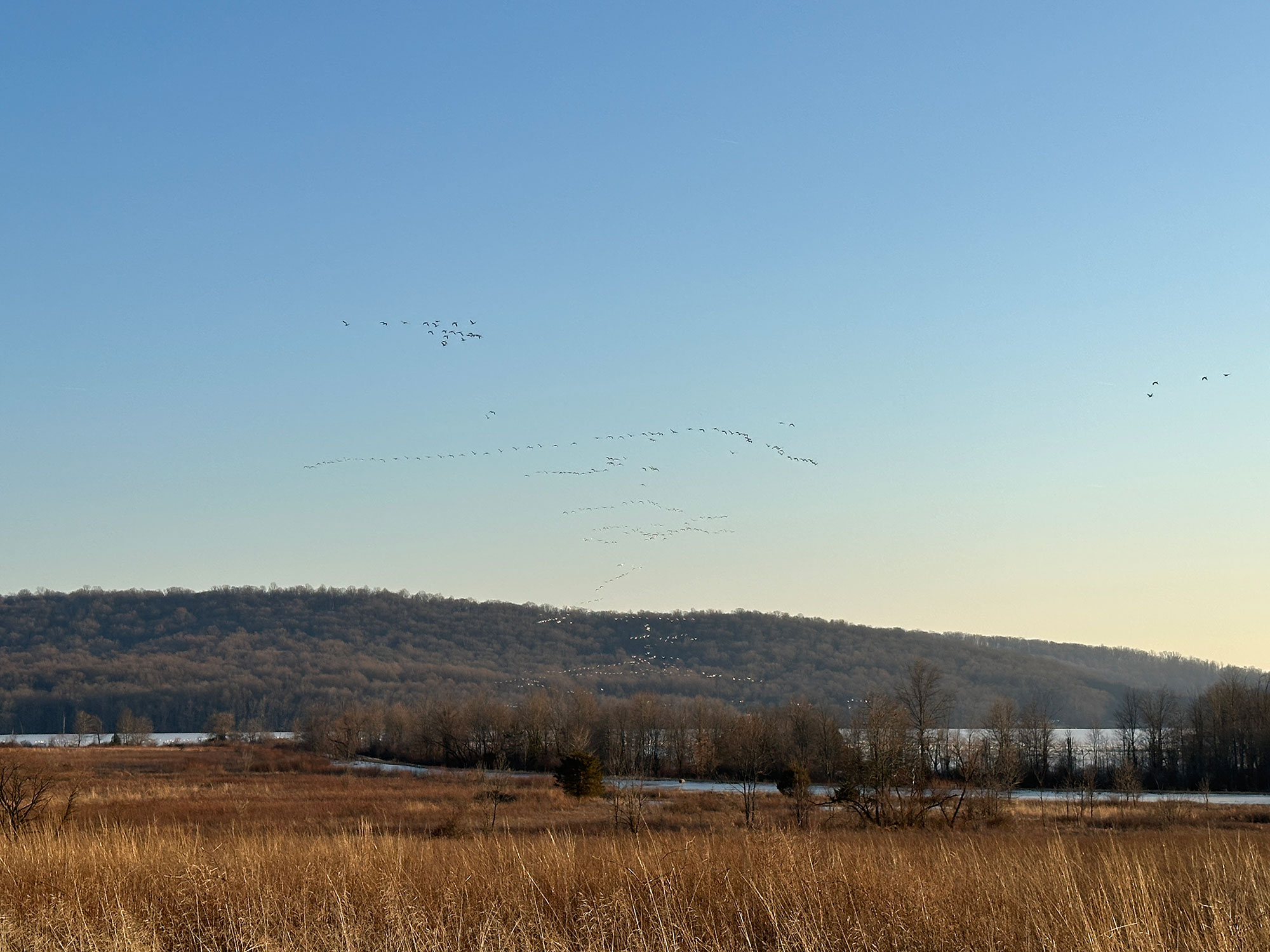 snow geese flying in formation above a meadow at Middle Creek Wildlife Management Area