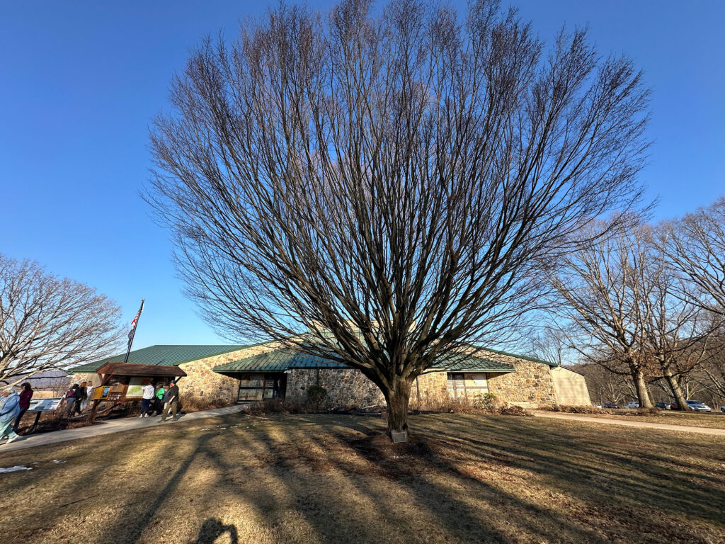Large tree with branches fanning out outside the visitor center at Middle Creek