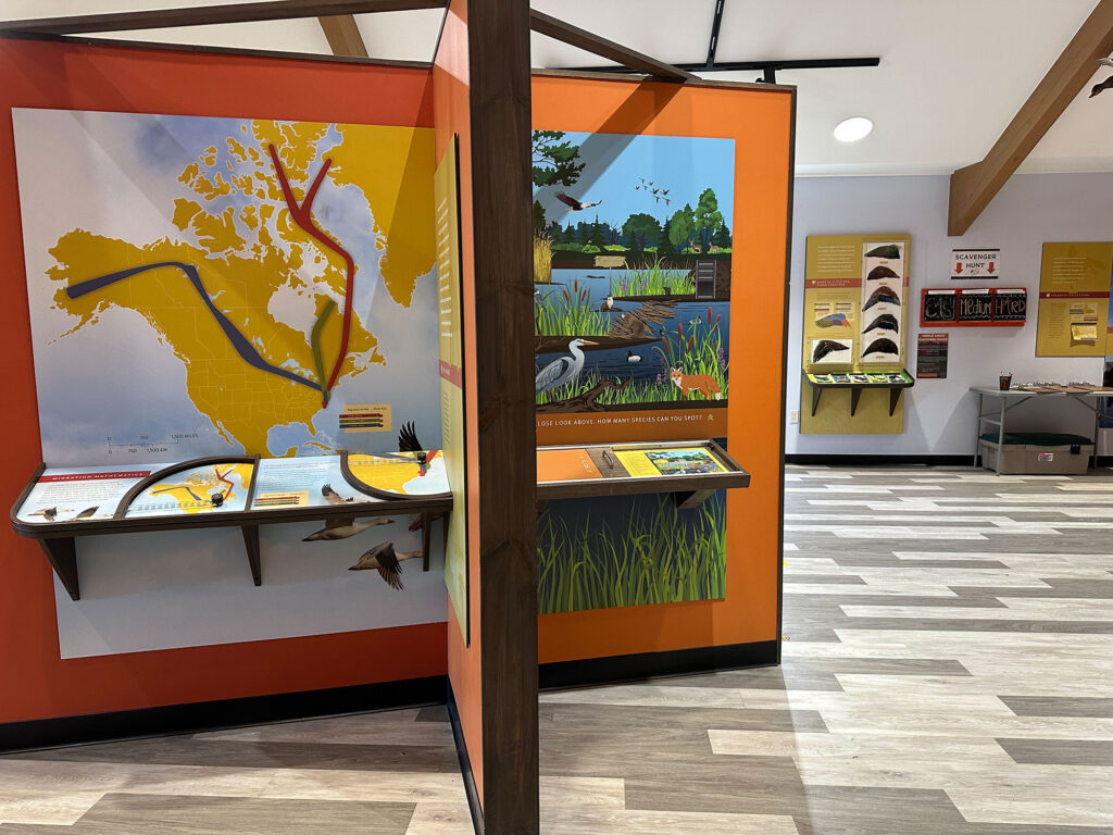 exhibit showing the migration path of tunrda swans and snow geese at Middle Creek Visitor Center