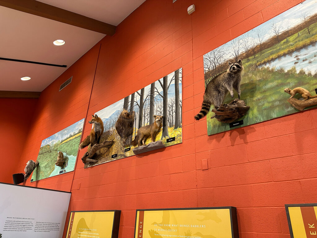 taxidermy foxes and raccoons mounted on a wall at Middle Creek's Visitor Center